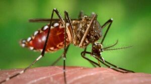 Dengue Virus Cases - WorldEcho