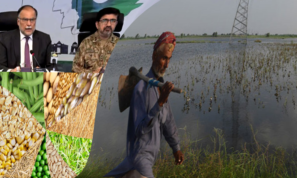 Flood Affected Crops