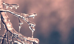 Weather, Prevail, Season, Cold