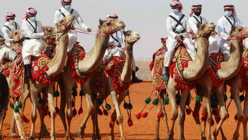 King Abdulaziz Camel Festival is to be Held on Thursday in Riyadh