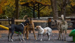 stray dogs
