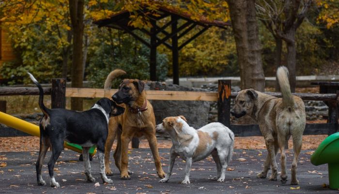 stray dogs