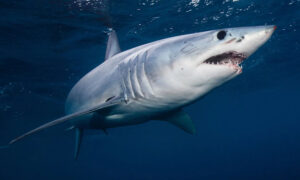 shark