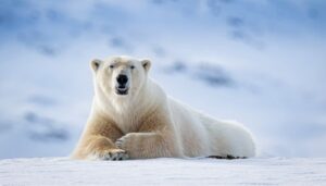 polar bears
