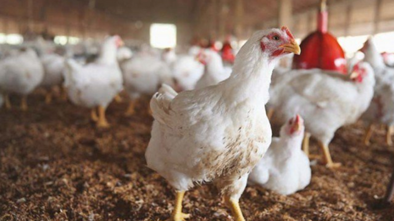 Chicken