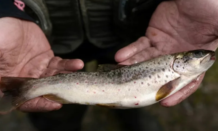 Fish