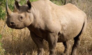 Rhino
