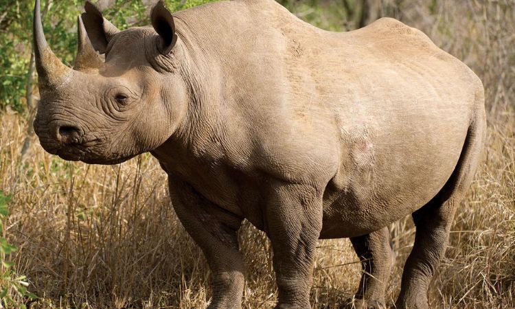 Rhino