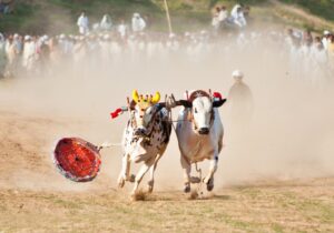 Cultural Festival