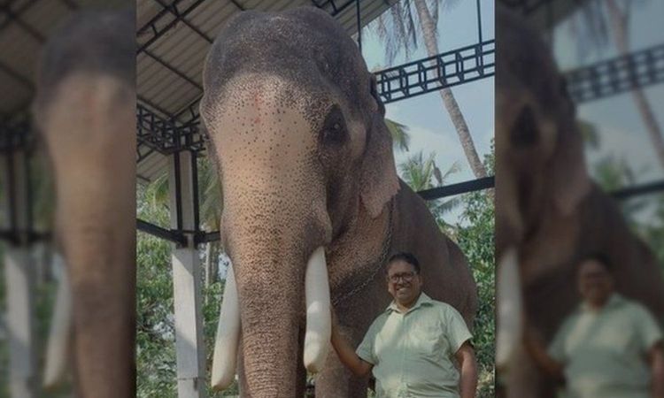 Elephant