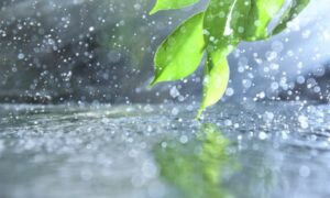rain