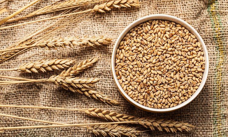 Growers, Pakistan, Wheat, million, Punjab, Khyber Pakhtunkhwa, Punjab, Sindh, Balochistan,