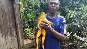 Saving the World’s Largest Frog from Human Being and Environmental Damages