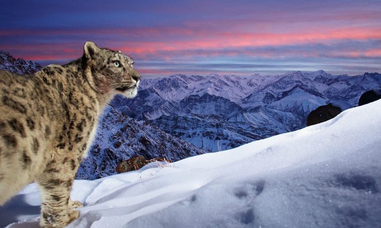 Snow Leopard