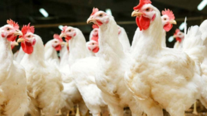 Poultry