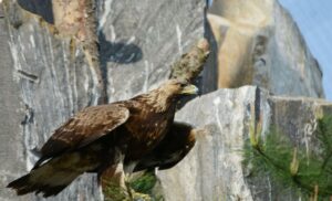 wildlife