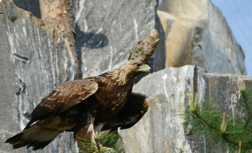 wildlife