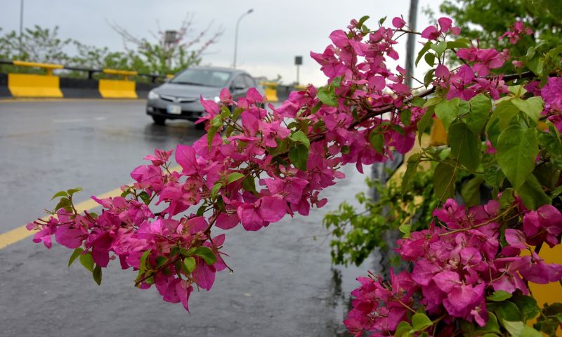 Post-winter, Rains, Turn, Islamabad, Weather, Pleasant, 