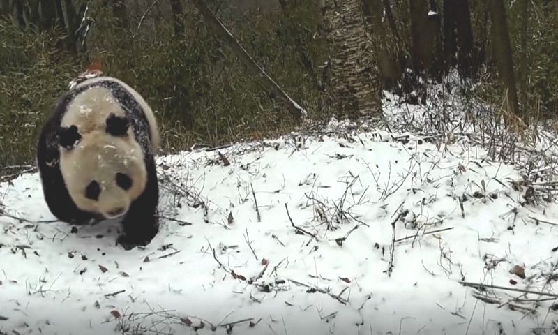 panda