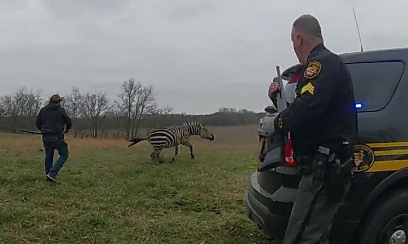 Aggressive, Zebra, US
