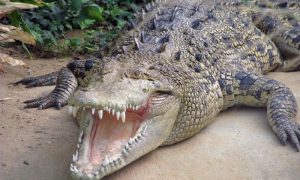 Crocodile, Missing, Fisherman