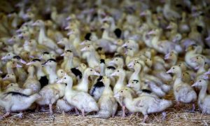 Bird flu, WHO, World Animal Health Organisation, WOAH, Vaccination