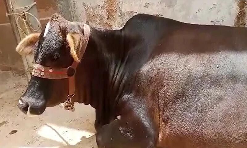 Animals