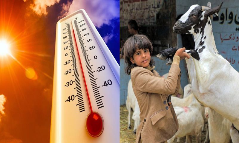 Eid Ul Adha, Celebrations, Weather, Sunny, Pakistan, Pakistan Meteorological Department, PMD, Swat, Azad Kashmir, Peshawar, Lahore, Karachi,