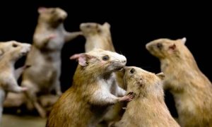 Rats