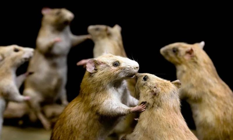 Rats