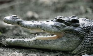 Crocodile, attack, Australia