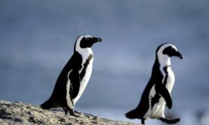 Penguins
