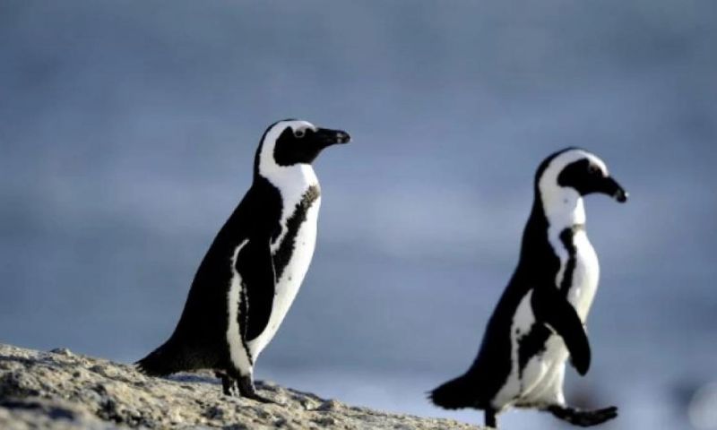 Penguins