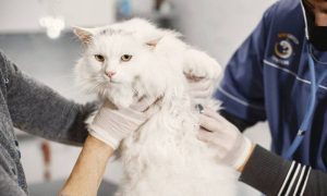 Poland, Bird Flu, WHO, Virus, Polish, Health, World Health Organization, Cats, Europe, South America,
