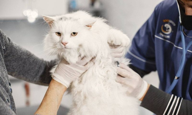 Poland, Bird Flu, WHO, Virus, Polish, Health, World Health Organization, Cats, Europe, South America,