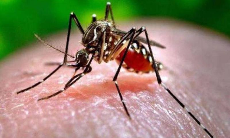 Dengue,