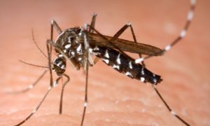 Dengue