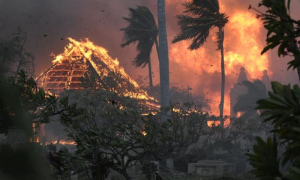 Read Also: Iconic Hawaiian Banyan Trees Burnt but Survived Deadly Wildfires