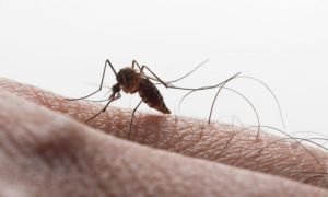 Dengue, Virus, Florida, Health, Disease, Medical, Miami, US,