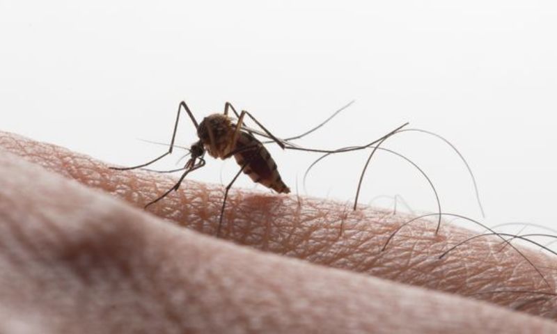 Dengue, Virus, Florida, Health, Disease, Medical, Miami, US,