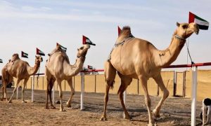 Crown Prince Camel Festival, Crown Prince, Saudi Arabia, African, American, Qatar, Jordan, UAE, Bahrain, Oman