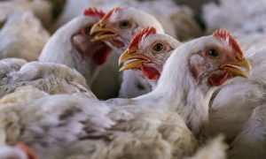 US, Poultry, Export, China, Bird Flu, Trade, Virus, Market, Companies, Market, Chinese, South Africa,