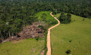 14 killed in Plane Crash in Brazil’s Amazon State: Officials