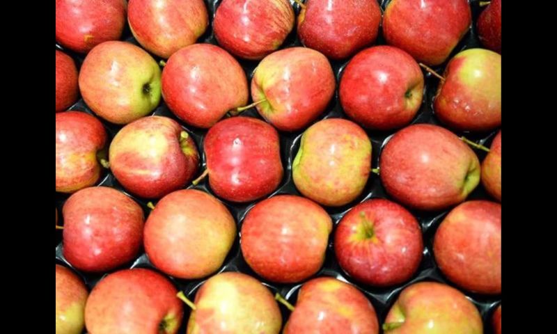 APPLES