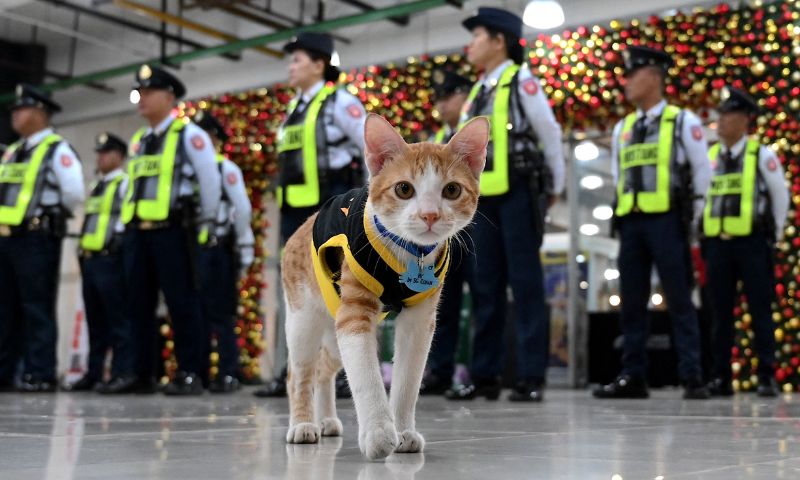 Cat