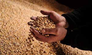 EU, Bulgaria, Grain, Ukraine, Russia