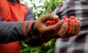Migrant Workers Subject to Modern-Day Slavery in Canada, Says UN Expert