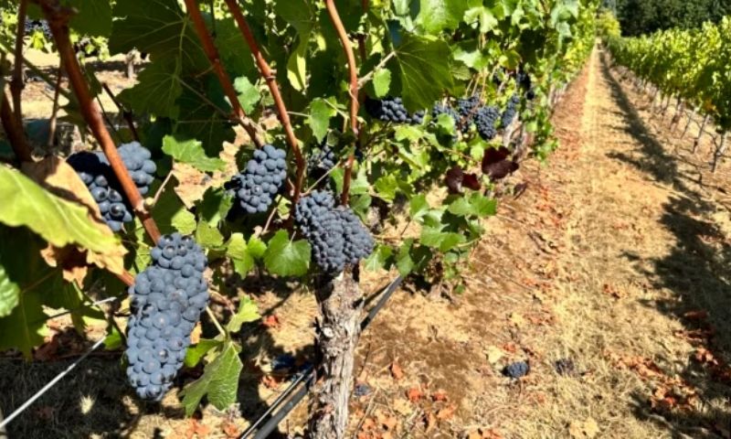 Wine