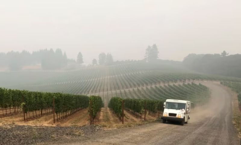 Wine 