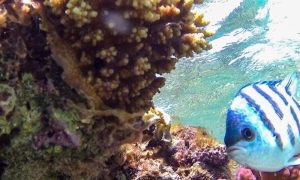 Conservation, Coral Reefs, Climate Change, Coral Reef Breakthrough, World,